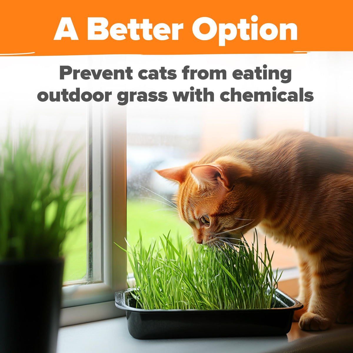 Indoor Cat Grass Refill 3,200+ Seeds W10856