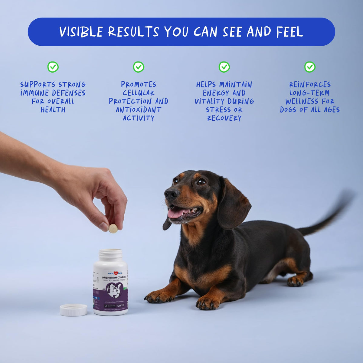 Turkey Tail Mushroom Supplement for Dogs, 120 ct E228