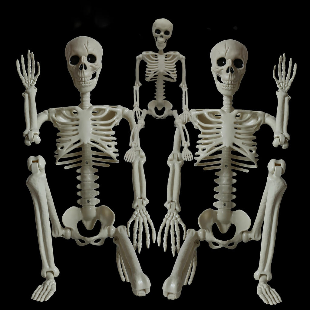 2Pcs 36" 1Pcs 16" Posable Plastic Skeleton I37545