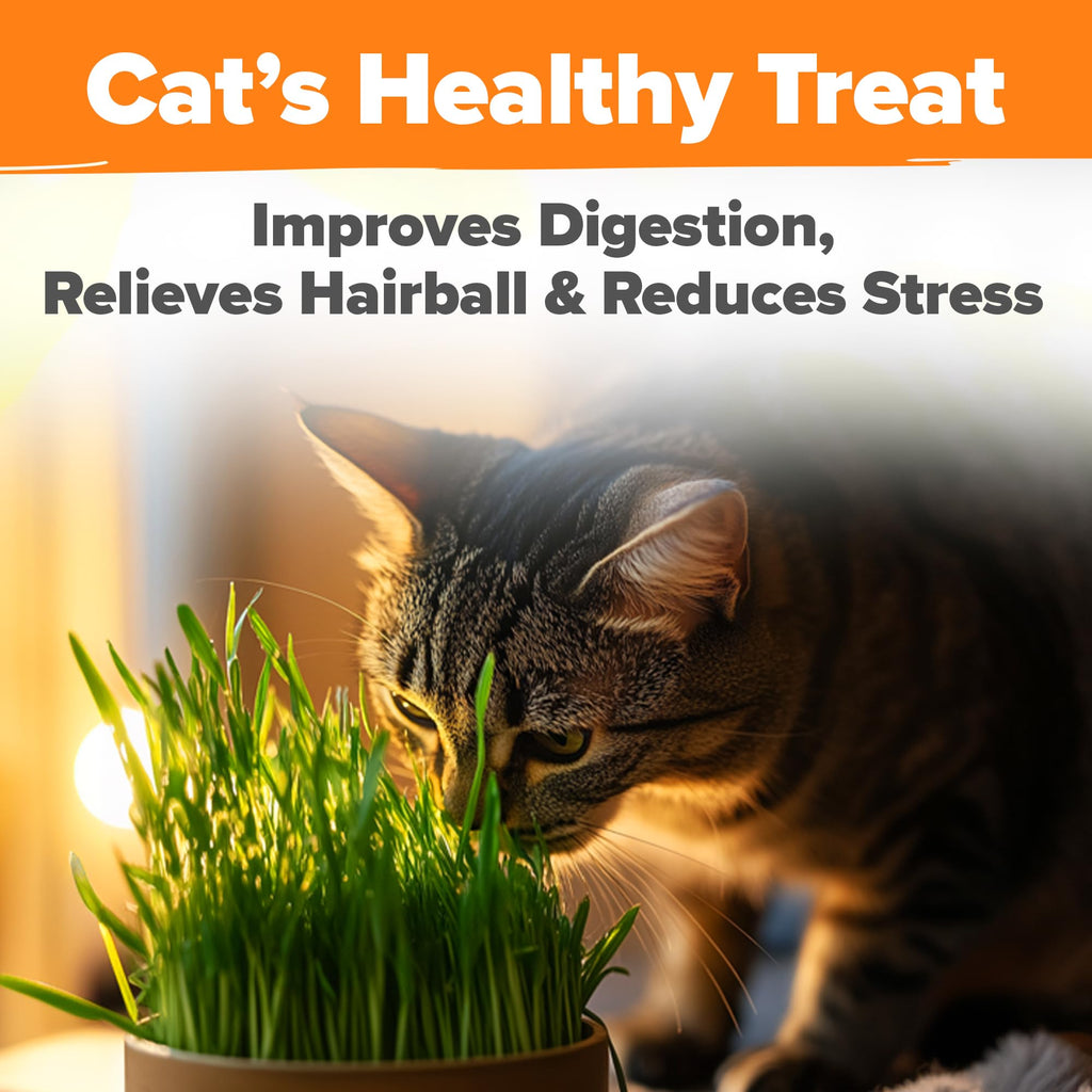 Indoor Cat Grass Refill 3,200+ Seeds W10856