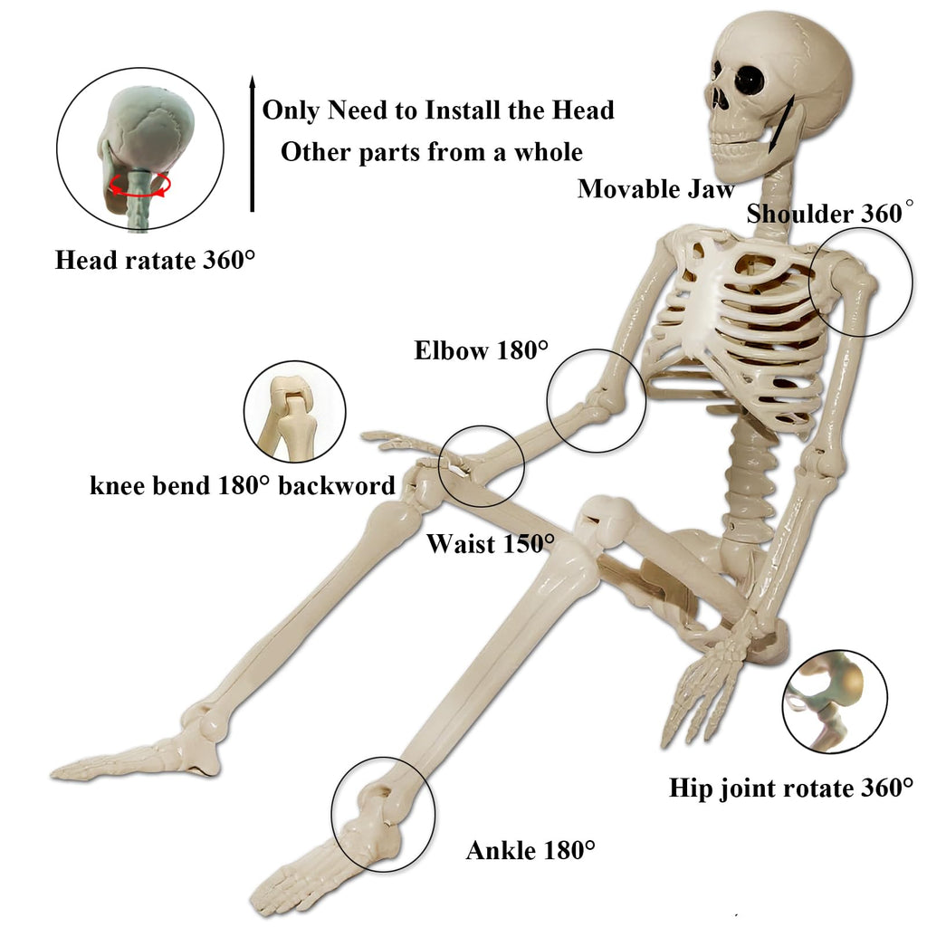 2Pcs 36" 1Pcs 16" Posable Plastic Skeleton I37545