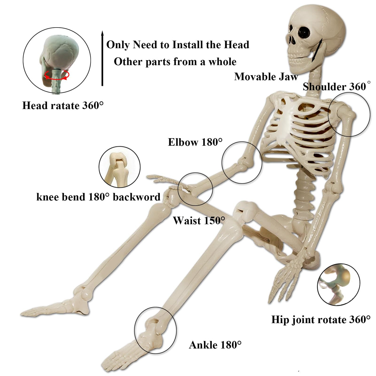 2Pcs 36" 1Pcs 16" Posable Plastic Skeleton I37545