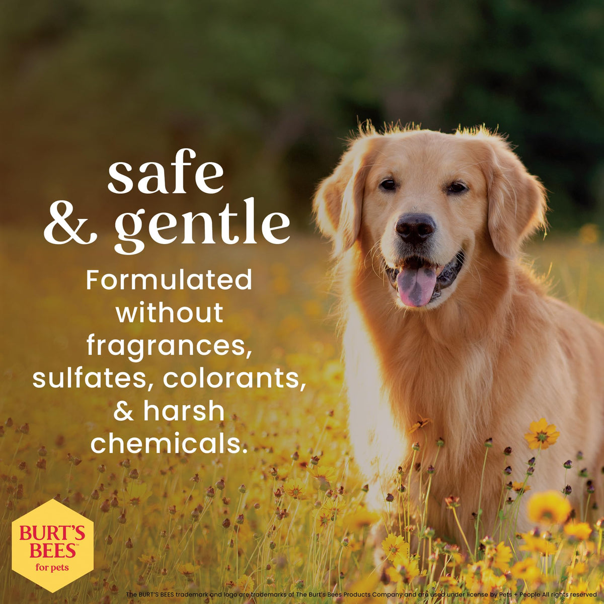 Hypoallergenic Dog Shampoo Shea Butter Honey 16 Fl Oz W7374