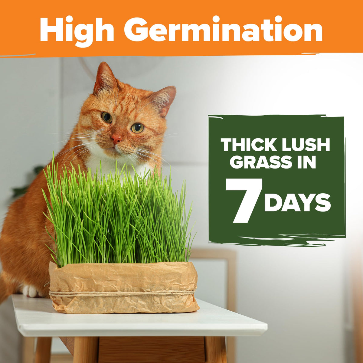 Indoor Cat Grass Refill 3,200+ Seeds W10856