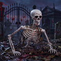 Life Size Posable Skeleton T87154