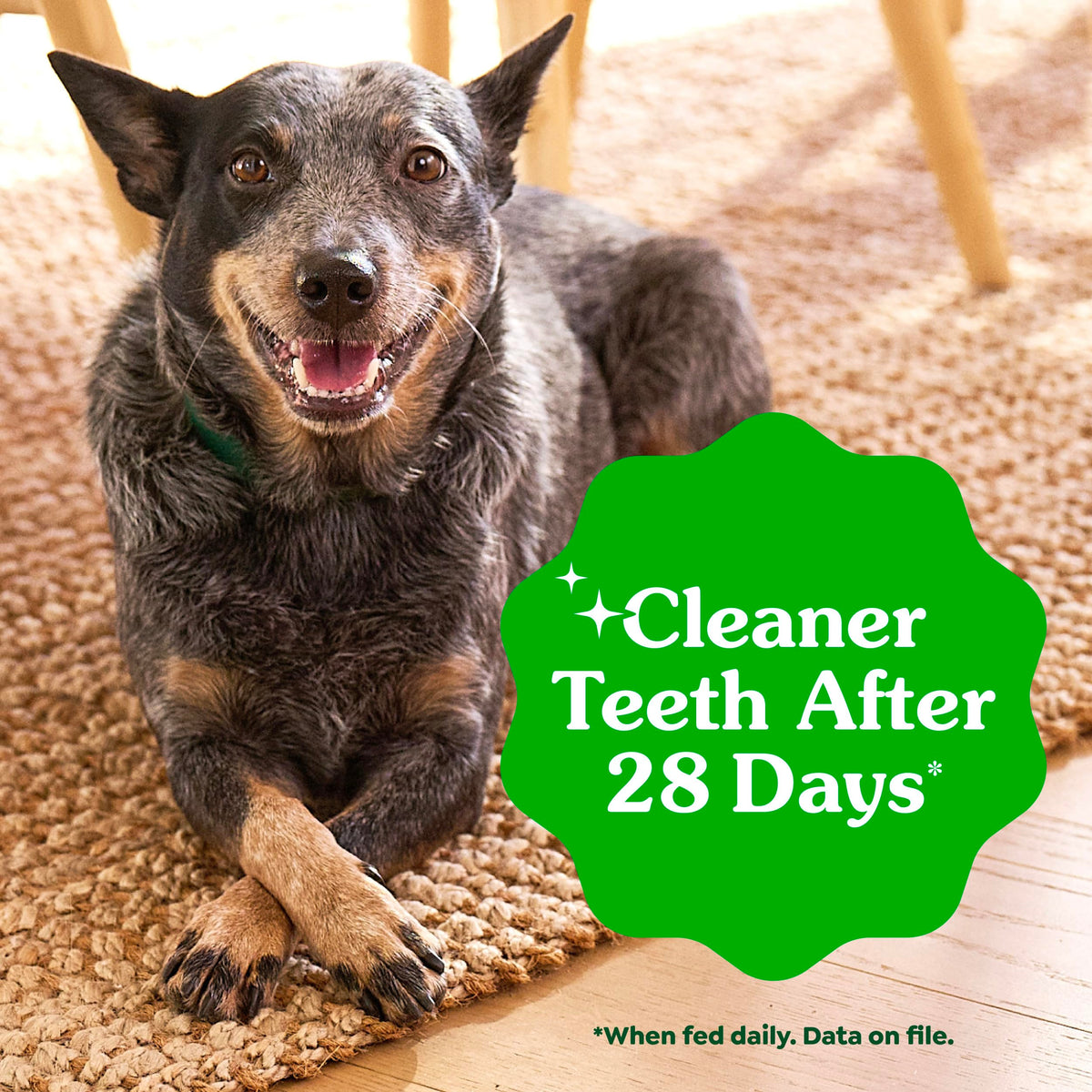 Large Dental Dog Treats 24 Count K290